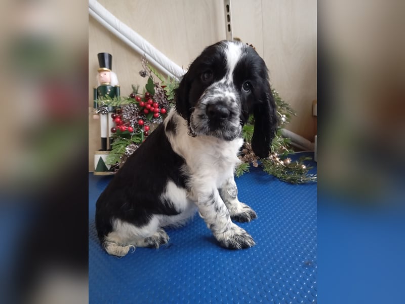 English springer spaniel, professional kennel  FCI