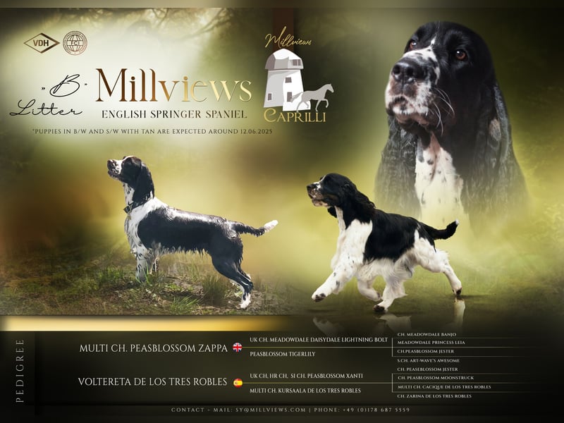 English Springer Spaniel Welpen