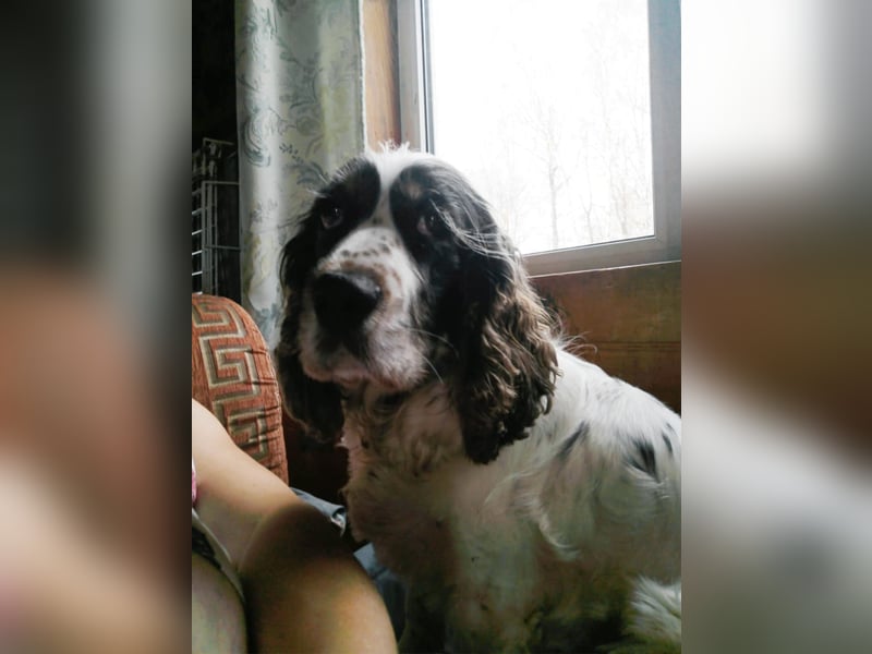 Lebenslustige KELLIS sucht eine aktive Familie