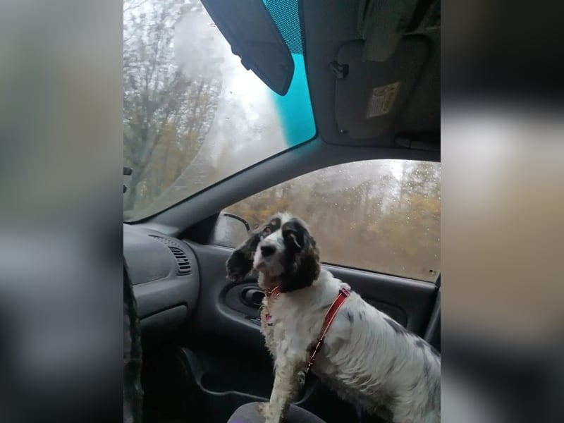 Lebenslustige KELLIS sucht eine aktive Familie