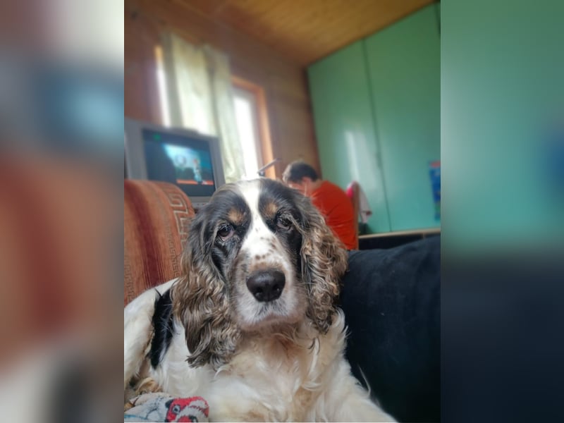 Lebenslustige KELLIS sucht eine aktive Familie