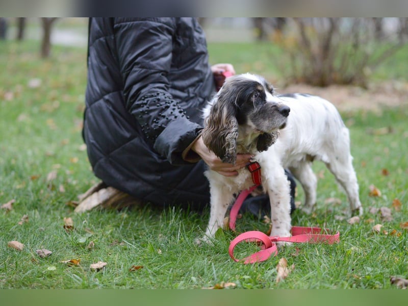 Lebenslustige KELLIS sucht eine aktive Familie