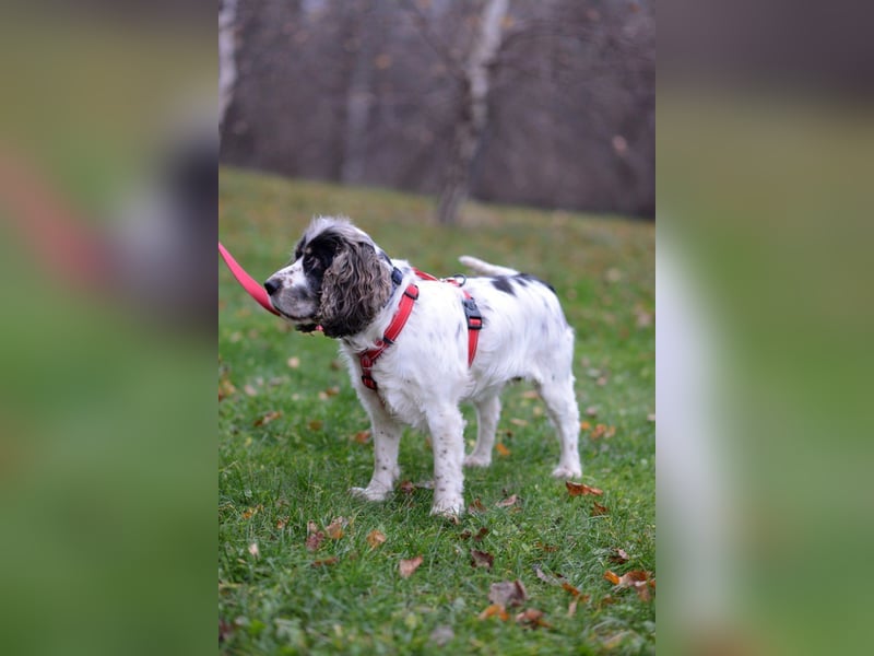 Lebenslustige KELLIS sucht eine aktive Familie