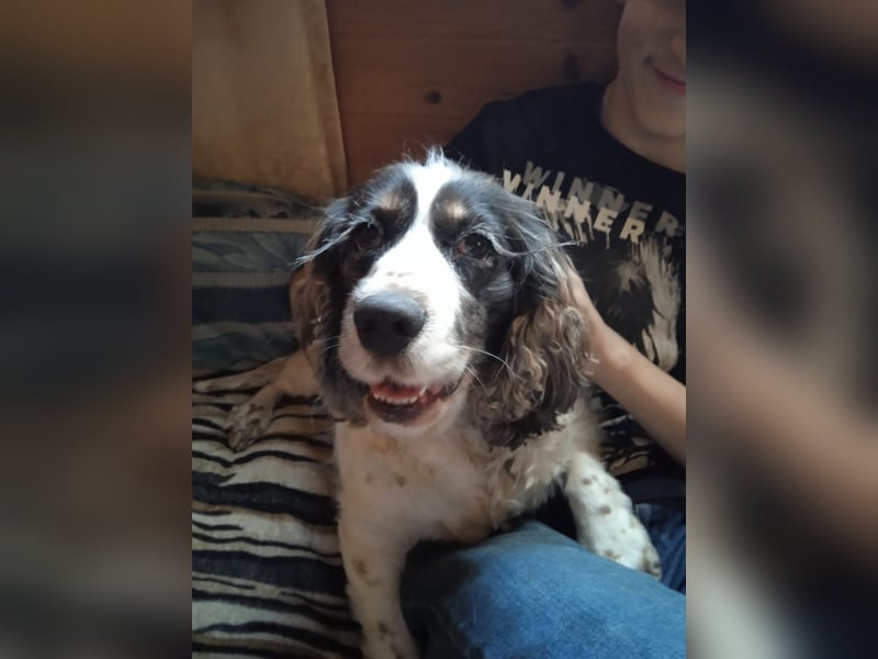 Lebenslustige KELLIS sucht eine aktive Familie