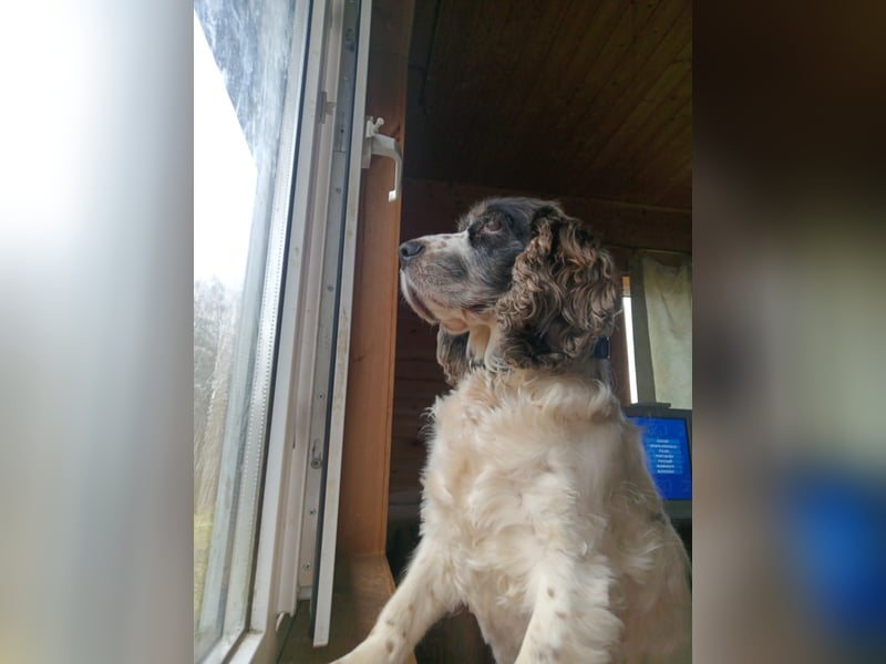 Lebenslustige KELLIS sucht eine aktive Familie