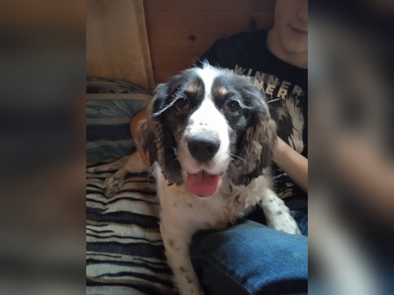 Lebenslustige KELLIS sucht eine aktive Familie