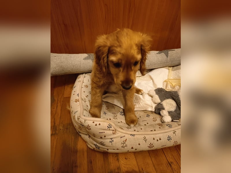 Goofy, kleiner Cocker Mix