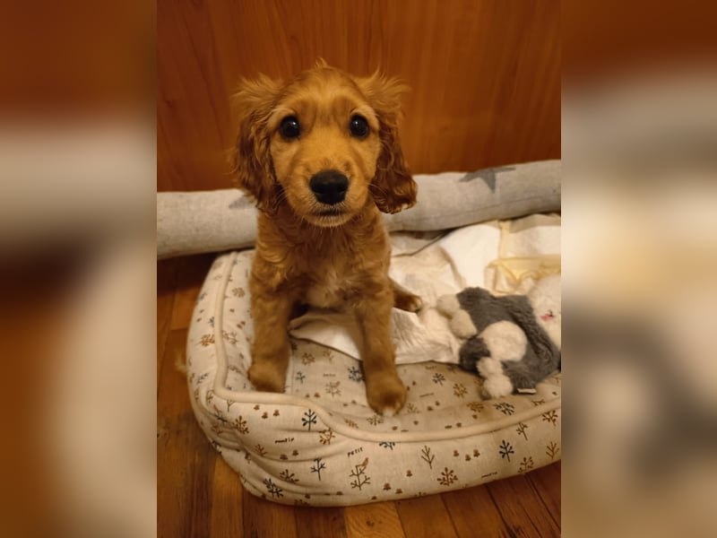 Goofy, kleiner Cocker Mix