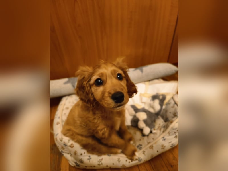 Goofy, kleiner Cocker Mix