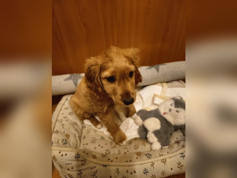 Goofy, kleiner Cocker Mix