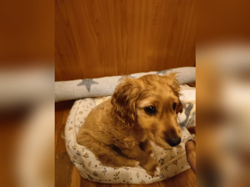 Goofy, kleiner Cocker Mix