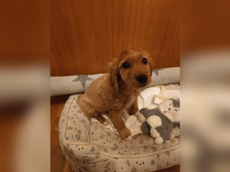 Goofy, kleiner Cocker Mix