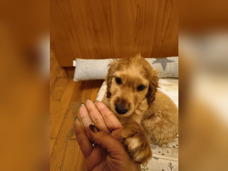 Goofy, kleiner Cocker Mix