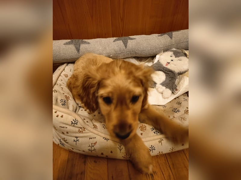 Goofy, kleiner Cocker Mix