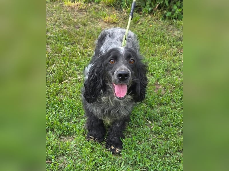 Der russische Spaniel Charli sucht zuhause!