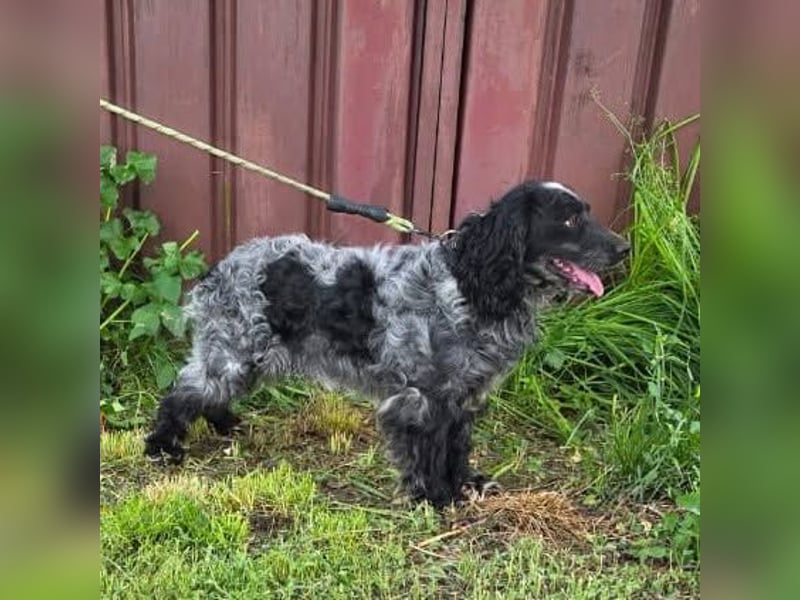 Der russische Spaniel Charli sucht zuhause!