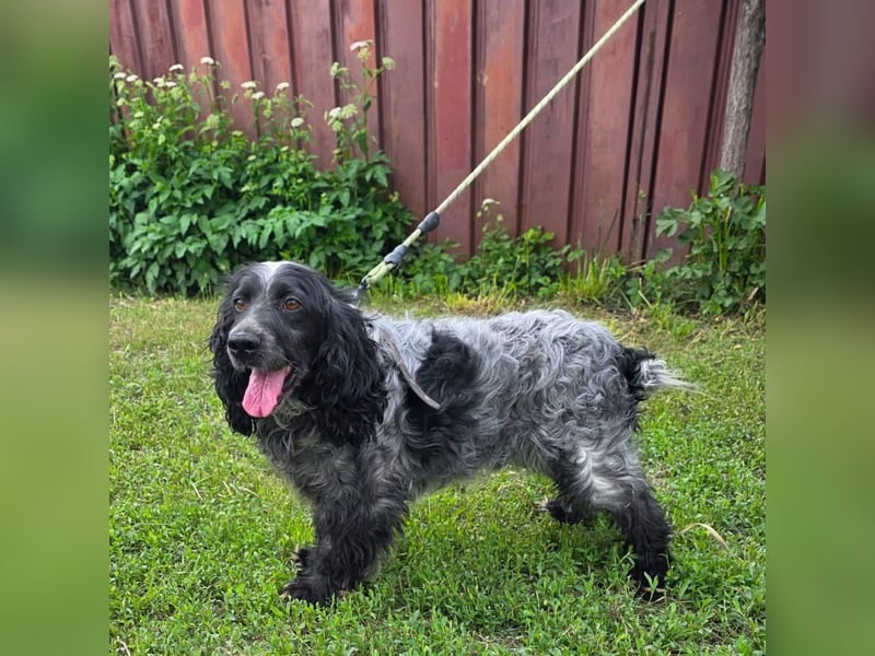 Der russische Spaniel Charli sucht zuhause!