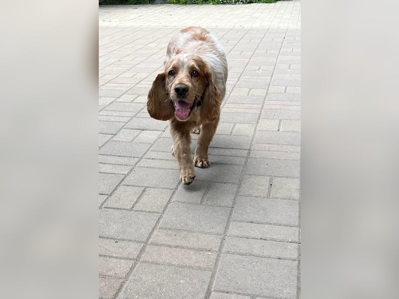 Hübscher Spaniel-Mischling PHILIPP sucht eine liebevolle Familie
