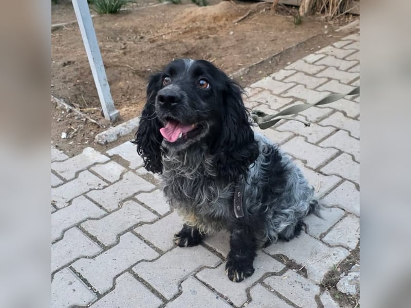 Der russische Spaniel Charli sucht zuhause!