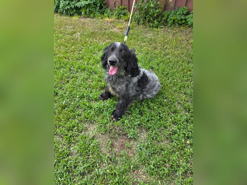 Der russische Spaniel Charli sucht zuhause!