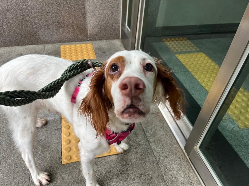 Lana muntere, verschmuste Hündin,sucht ihre Menschen