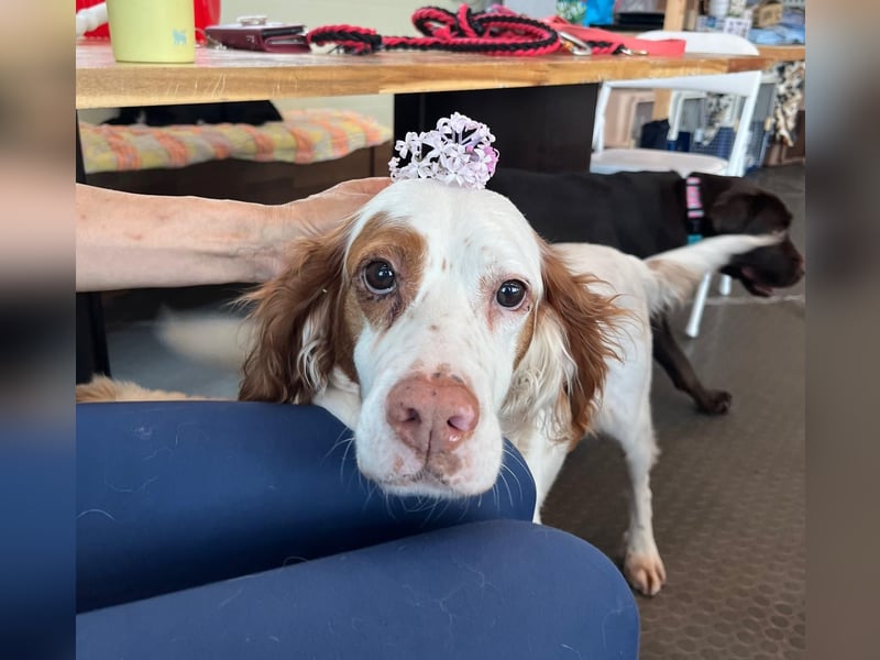 Lana muntere, verschmuste Hündin,sucht ihre Menschen