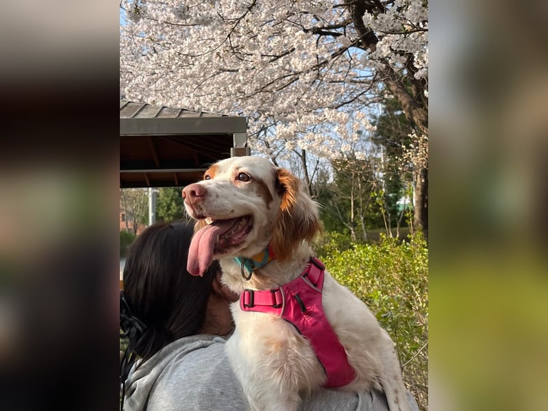 Lana muntere, verschmuste Hündin,sucht ihre Menschen