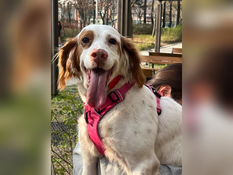 Lana muntere, verschmuste Hündin,sucht ihre Menschen