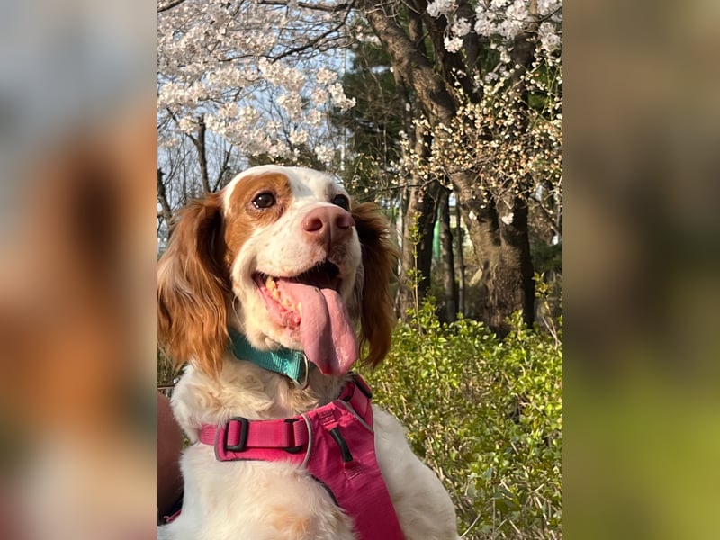 Lana muntere, verschmuste Hündin,sucht ihre Menschen