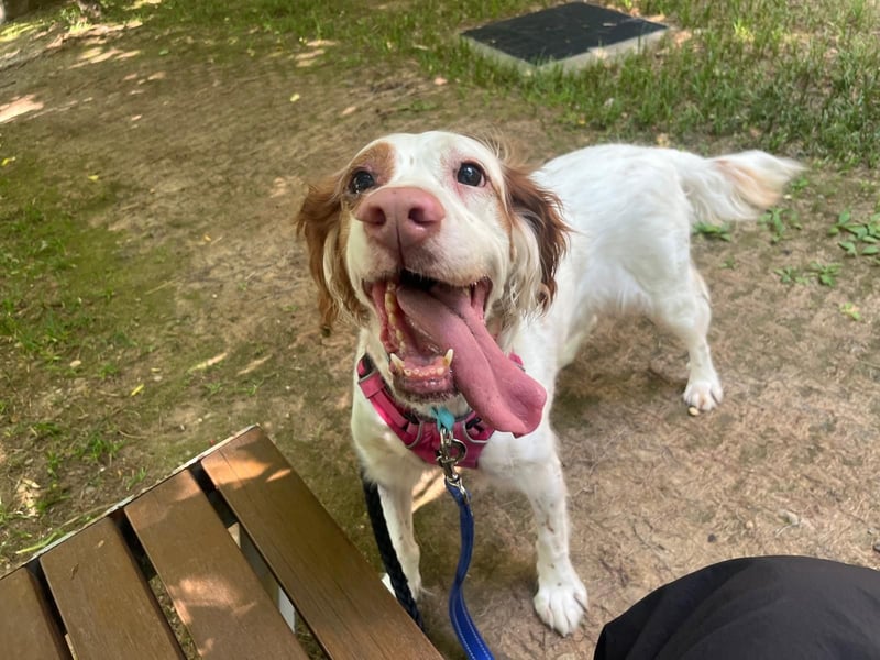 Lana muntere, verschmuste Hündin,sucht ihre Menschen