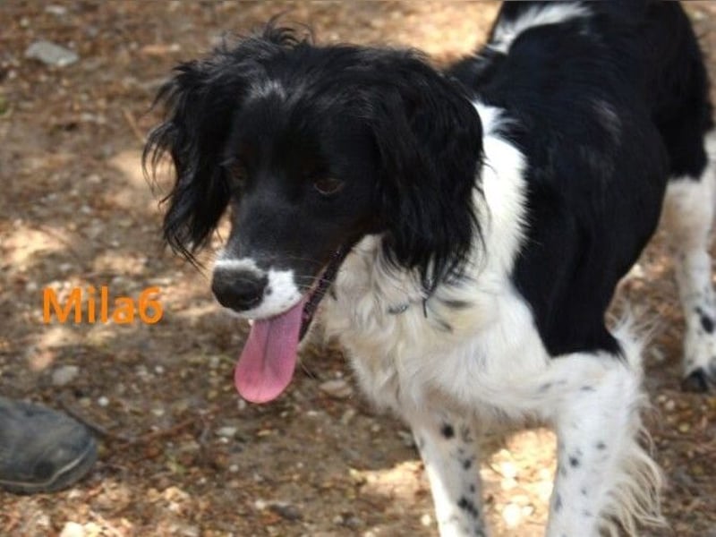 Mila6 geb. 12/2019 (ESP) - soziale Hundepartnerin, einfach zum Verlieben!