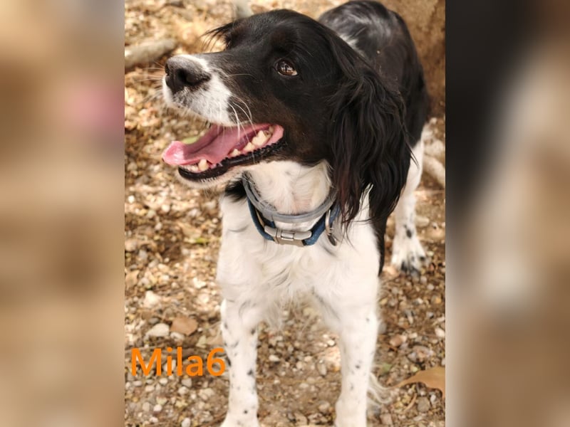 Mila6 geb. 12/2019 (ESP) - soziale Hundepartnerin, einfach zum Verlieben!