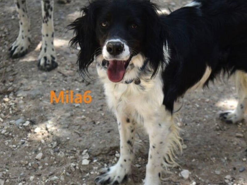 Mila6 geb. 12/2019 (ESP) - soziale Hundepartnerin, einfach zum Verlieben!