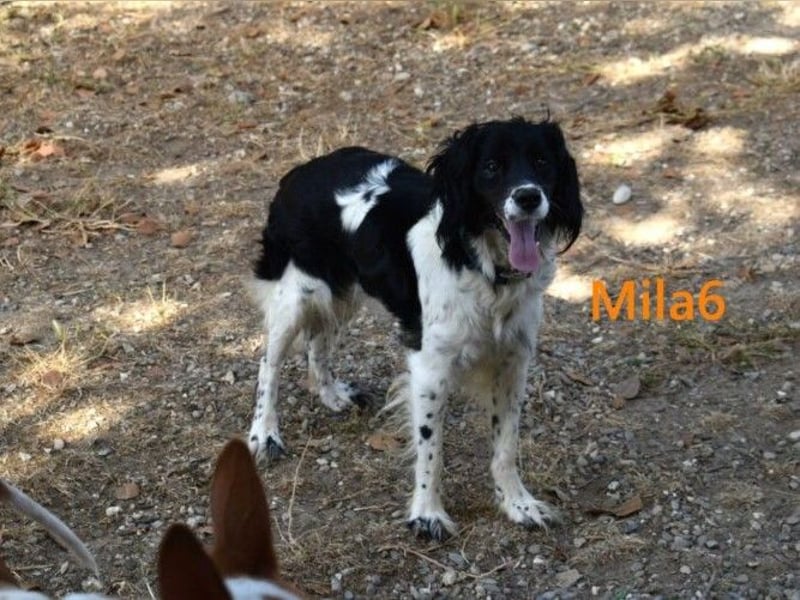 Mila6 geb. 12/2019 (ESP) - soziale Hundepartnerin, einfach zum Verlieben!