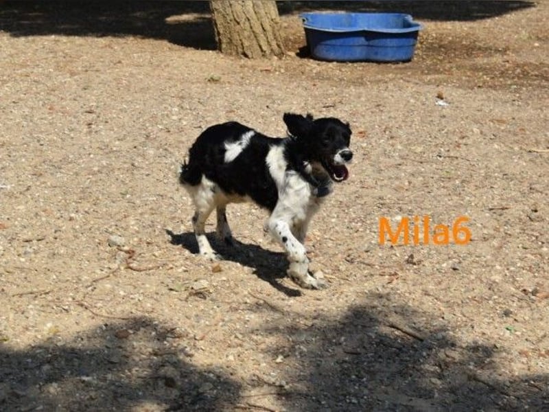 Mila6 geb. 12/2019 (ESP) - soziale Hundepartnerin, einfach zum Verlieben!