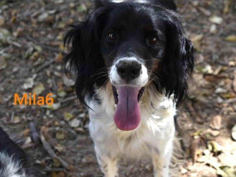 Mila6 geb. 12/2019 (ESP) - soziale Hundepartnerin, einfach zum Verlieben!
