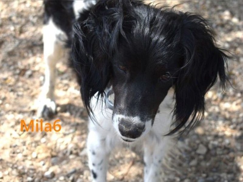 Mila6 geb. 12/2019 (ESP) - soziale Hundepartnerin, einfach zum Verlieben!