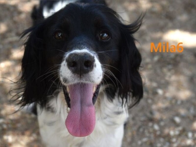 Mila6 geb. 12/2019 (ESP) - soziale Hundepartnerin, einfach zum Verlieben!