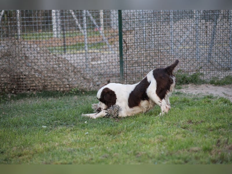 Ulk - Suche Familie, biete bedingungslose Liebe