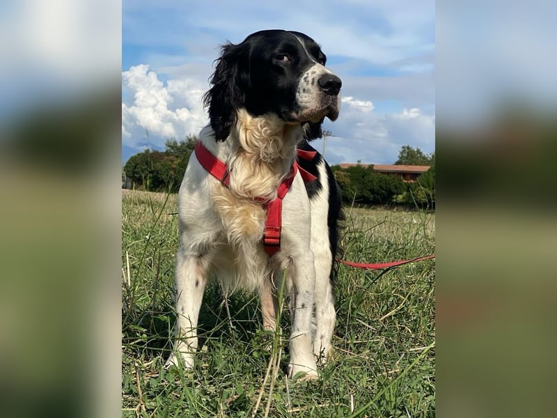 Brando - Sanftmut auf vier Pfoten