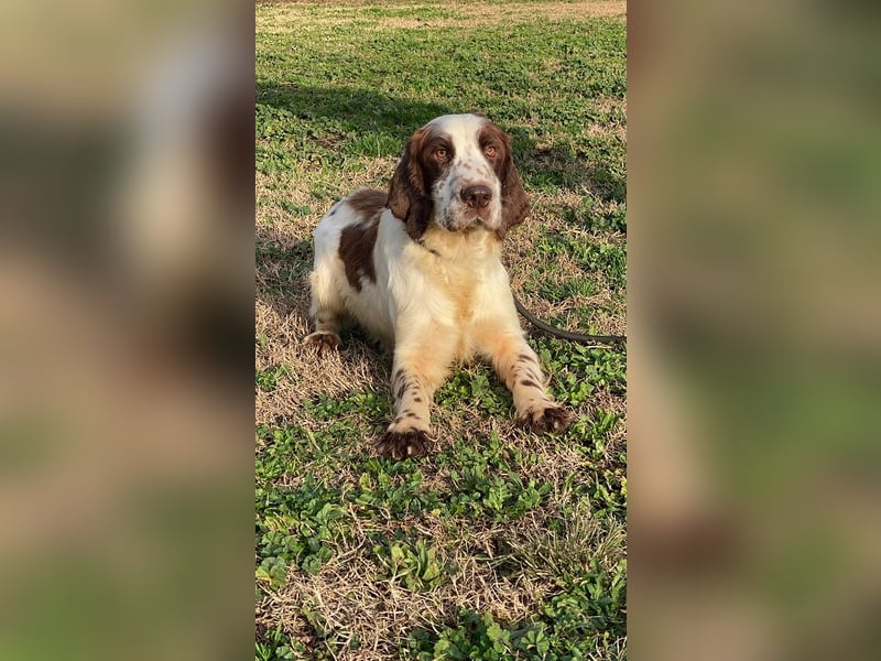 Unkas - Suche Familie, biete bedingungslose Liebe