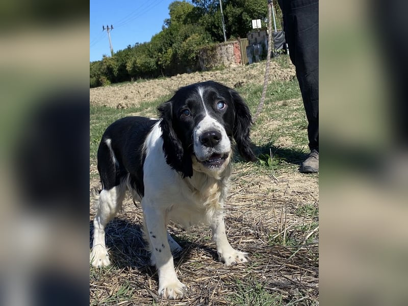 Brando - Sanftmut auf vier Pfoten
