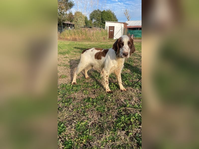 Unkas - Suche Familie, biete bedingungslose Liebe