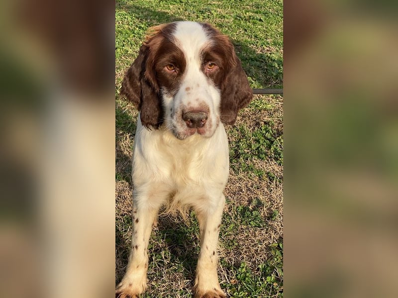 Ulk - Suche Familie, biete bedingungslose Liebe