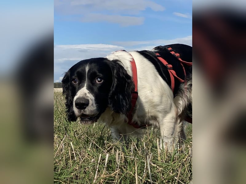 Brando - Sanftmut auf vier Pfoten