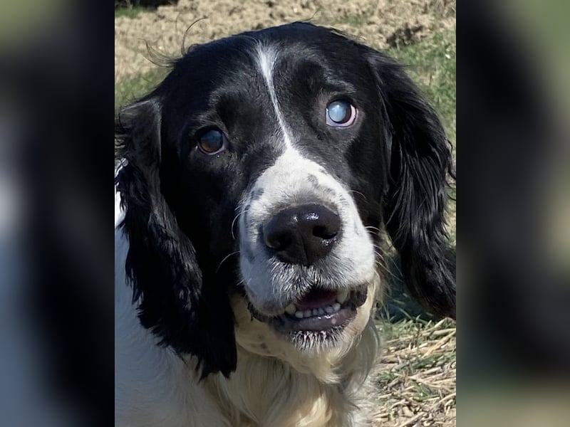Brando - Sanftmut auf vier Pfoten