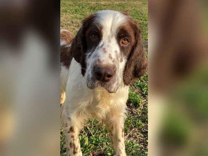 Unkas - Suche Familie, biete bedingungslose Liebe