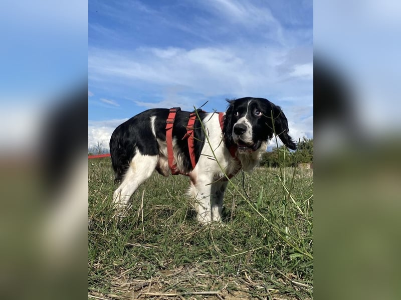 Brando - Sanftmut auf vier Pfoten