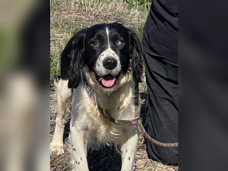 Brando - Sanftmut auf vier Pfoten