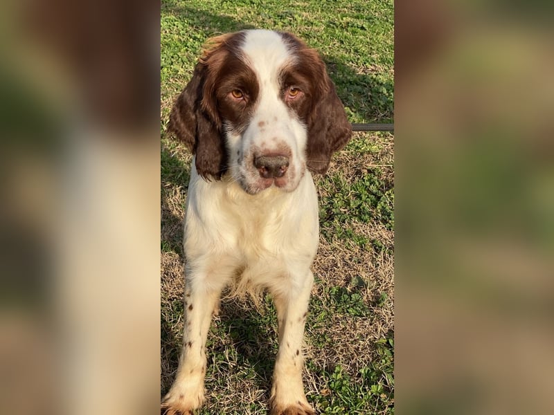 Ulk - Suche Familie, biete bedingungslose Liebe